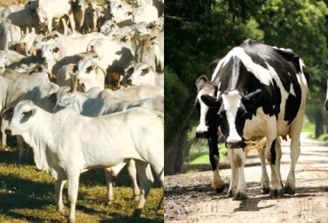 El tono de piel y el pelaje de los bovinos repercuten en su capacidad de adaptación a climas cálidos o fríos: CONtexto Ganadero. piel de los bovinos
