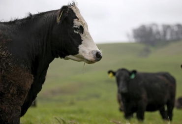 Incorporar diferentes tipos de aceites en la alimentación de los rumiantes también permite bajar la emisión de metano. Foto: AFP. dieta para bovinos
