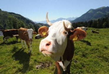 Una vaca en una fábrica de leche en Enkoeping, al noroeste de Estocolmo, el 19 de enero de 2015. Foto: AFP. emisiones metano ganadería