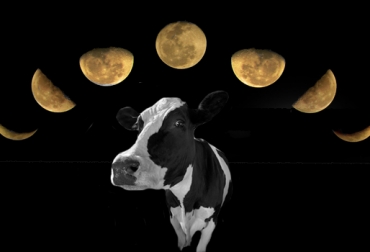 Dos investigaciones afirman que las fases de la luna repercuten en el comportamiento reproductivo y gestacional de las vacas. Foto: CONtexto ganadero. fases de la luna tienen un efecto en la reproducción de los bovinos