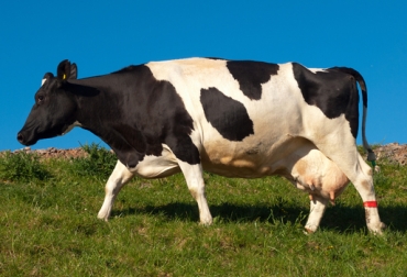 Proteína, fibra, energía, minerales e hidratación. Foto: CONtexto Ganadero. vacas lecheras Colombia
