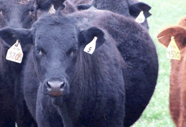 Una vaca pasada en kilos es producto de la mala alimentación. Foto: cronicasincronica.wordpress.com. vacas sobrepeso