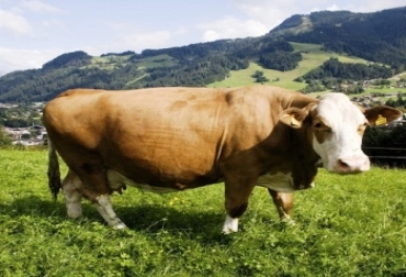 La reproducción de los bovinos y la calidad de leche se pueden ver afectados por la obesidad en las reses. Foto: CONtexto Ganadero. Prevenir la obesidad en las reses