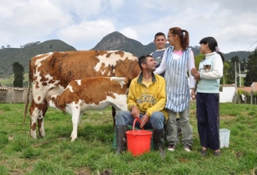 En total, 1.400 núcleos familiares fueron beneficiados en todo el país con el programa 'Una vaca por la paz'. Foto: Fundagán. Una vaca por la paz de Fundagán