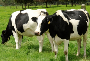 Lo aconsejable es que 35 y 60 días después de la monta o inseminación, el productor revise a la vaca para conocer su estado de gestación. Foto: CONtexto Ganadero. Vaca preñada