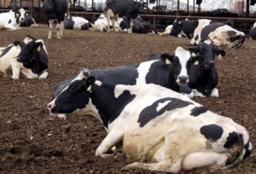 Más de $5.000 millones podría perder el gremio lácteo al día por causa del calor. Foto: Altagenetics. Verano disminuye producción láctea