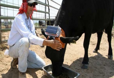 Estos aparatos permiten redirigir el ganado y llevarlo hasta donde hay mejor forraje, además pueden prevenir enfermedades entre los animales. Foto: Cortesía - MIT Vacas con GPS para pastoreo moderno