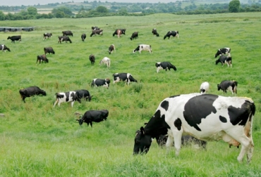 Existe una relación directa entre el nivel de nutrición de los pastos y la calidad de la leche que se produce. Foto: Agritos. vacas lecheras