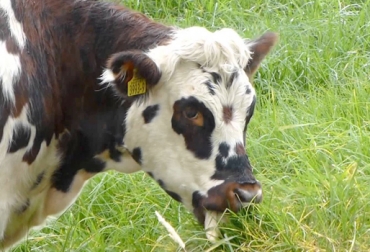 El ganadero necesita ser agricultor para contar con pastos todo el año. Foto: ytimg.com. Vaca pastando