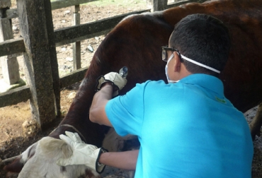 Un total de 6 millones 629 mil 683 bovinos han sido vacunados a la fecha contra fiebre aftosa. Foto: Clara Mercedes Torres Vacunación bovinos