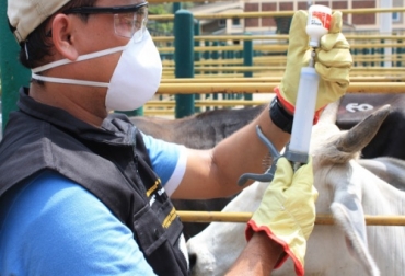 Durante 45 días, los profesionales de Fedegán estarán recorriendo los diversos predios del país para mantener el estatus sanitario. Foto: CONtexto Ganadero. Vacuna aftosa