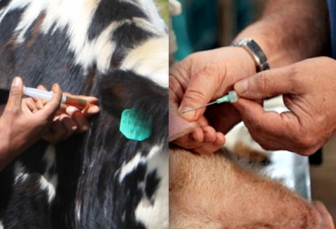 Con las muestras se determinarán qué animales son más resistentes a enfermedades. Foto: CONtexto ganadero. Vacunación bovinos y porcinos