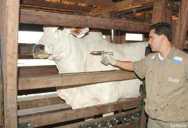 Hace 24 meses no se registran brotes de aftosa en Ecuador debido al fortalecimiento y mejoramiento del programa de vacunación que se adelanta en el país. Foto: Cortesía - La Hora de Ecuador Erradicación de fiebre aftosa en Ecuador