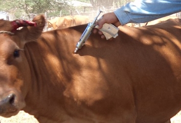 Controlar los brotes de la enfermedad con o sin vacunación, es uno de los objetivos de la FAO. Foto: CONtexto. Vacunación fiebre aftosa.jpg