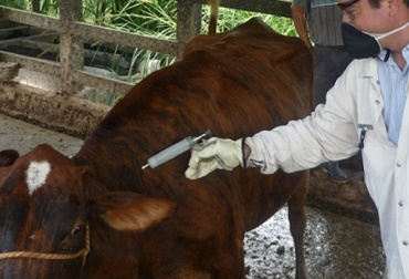 El Ciclo tendrá una duración de 45 días en todo el territorio nacional. Foto: CONtexto Ganadero. Ciclo de Vacunación.
