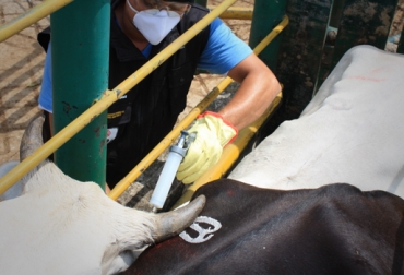Colombia tiene más de 22 millones de cabezas de ganado vacuno. Foto:CONtexto Ganadero. ciclo de vacunación
