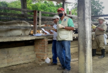 Los vacunadores debe demostrar con hechos su capacidad de aplicar inmunológicos en el hato bovinos, antes de certificarse. Foto: Andrés Sinisterra. vacunación reses