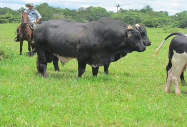 Ganadería colombiana pierde anualmente más de $500 mil millones de pesos por las enfermedades y muerte de los bovinos. Foto: Cortesía. enfermedades bovinas vecol