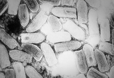 La estomatitis vesicular ataca de nuevo a la ganadería bovina en Colombia. Foto: CONtexto Ganadero. brote de estomatitis vesicular