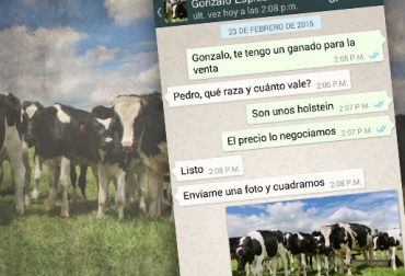 La herramienta de mensajería instantánea ha contribuido con la comercialización de ganado y eventos pecuarios. Foto: CONtexto Ganadero. Whatsapp