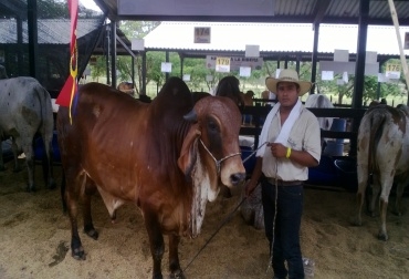 Brasilia Estratega gran campeón reservado de la raza Gyr en la 66 Feria Nacional Cebú. Foto :CONtexto Ganadero. Feria Nacional Cebú