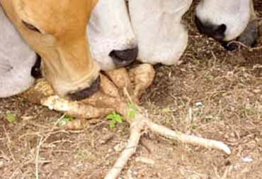 Suministrando yuca, se mejorará el comportamiento de reproducción en los bovinos. Foto: Engormix. Yuca para los bovinos