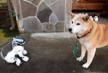 El popular animal de compañía dejó de ser fabricado en 2006 por Sony, pero los especímenes vendidos se han ganado el cariño de sus dueños. Foto: AFP. perros robots Aibo