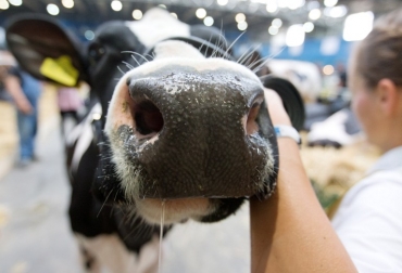 Los US$3,8 millones se trasladarán del programa de fertilizantes. Foto: AFP calidad de genética bovina