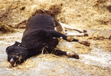 La patología sigue dando de qué hablar. Foto: Tomada de alteatequieroverde.wordpress.com mal de vaca loca