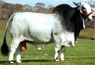 Un toro sano siempre tendrá la oportunidad de ser un atleta sexual. Foto: www.estanciasvh.com toro precoz