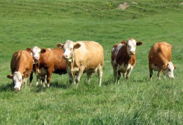 El pasto digestible es el que ha escogido el ganadero para aumentar producción de leche por hectárea.Foto: ru.france-genetique-elevage.org. pasto digestible vacas