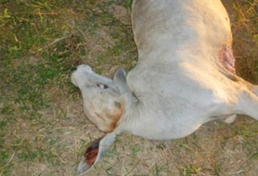 El objetivo de la FAO es completar el plan para mitigar la enfermedad en las zonas endémicas del país. Foto: ultimasnoticiasbolivia.com Rabia bovina