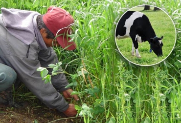 No se recomienda sembrar pasturas para el hato solo porque están de moda. Foto: CONtexto ganadero. pasto y ganado