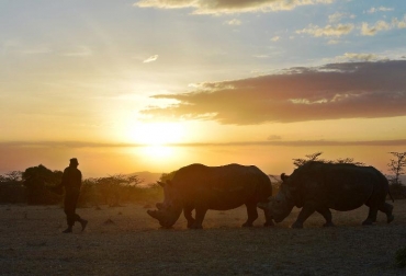 Un guardabosques camina delante de dos rinocerontes blancos del norye el 15 de enero de 2015 en la reserva de Ol Pejeta, en Kenia. Foto: AFP. cambio climático especies amenazadas