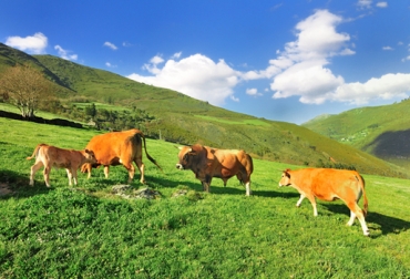 La ganadería ecológica se certifica cuando cumple con todas las normas exigidas. Foto: www.ecoportal.net. ganadería ecológica