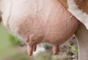 La mastitis es considerada la enfermedad más costosa en la ganadería bovina. Foto: Internet-CONtexto ganadero. mastitis bovina colombia
