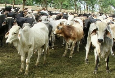 El 89 % de las exportaciones del sector ganadero en Colombia corresponde a animales en pie. Foto: www.nacion.com. exportación animales en pie