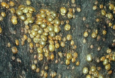 El ganado bovino puede morir por anaplasmosis y babesiosis, patologías que tienen vacuna. Foto: Tomada de www.todoagro.com.ar anaplasmosis en ganado bovino