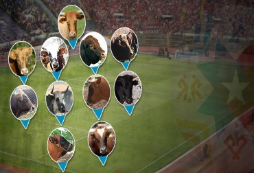 El ganado criollo llegó hace más de 500 años al continente, siendo unos por selección natural, los que se adaptaron más fácil a las condiciones rústicas de cada país. Foto: CONtexto Ganadero. Copa América