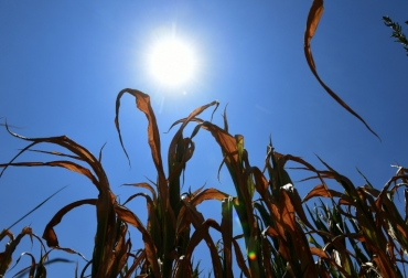 El sol brilla sobre cultivos de maíz casi secos en un campo cerca de Lyon, Francia, el 16 de julio de 2015, cuando una ola de calor mantiene temperaturas cerca de los 40 grados. Foto: AFP. gases de efecto invernadero