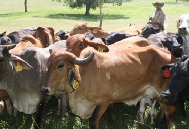 Todas las personas que están alrededor del ganado inciden en el bienestar animal. Foto: Fedegán. bienestar animal
