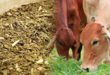 Mezclar una pequeña cantidad de extracto de yerba mate a la ración ofrecida al ganado permite producir una carne de mejor calidad. Foto: CONtexto ganadero. yerba mate ganadería