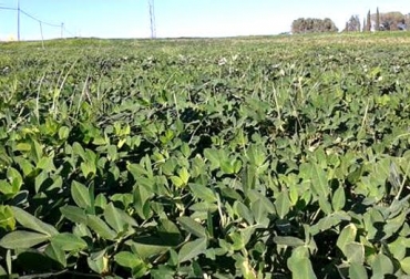 La aplicación evalúa el riesgo de los cultivos de patata, maíz y cacahuetes. Foto: agenciasinc.es. estrés en plantas y cultivos