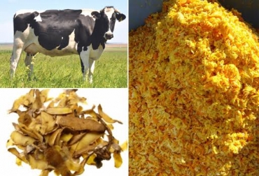 Los residuos se añaden a la dieta de bovinos luego de fermentarlos y dejarlos aptos para su consumo. Foto: www.pregonagropecuario.com / CONtexto ganadero. sobrantes de restaurantes para vacas