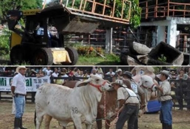 Las ferias ganaderas son los espacios propicios para comprar genética animal de alta calidad. Foto: El Líder Caqueteño-CONtextoganadero.