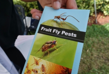 Un panfleto distribuido en las zonas afectadas, describe a la mosca oriental de la fruta e informa de su peligro, en Redland, Florida (EE.UU.), el 7 de octubre de 2015. Foto: AFP. plaga florida estados unidos