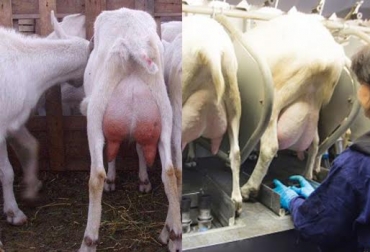 La leche de cabra se usa en la elaboración de quesos y yogures. Foto: Dairymaste-CONTexto ganadero. ordeño de cabra