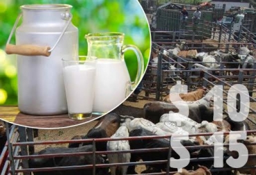 Los ganaderos colombianos buscan que se cumplan con los incentivos económicos que hay estipulados. Foto: CONtexto ganadero. incentivos ganaderos Colombia