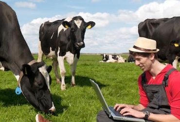 Los collares permiten monitorear el estado de salud y la producción de la vaca. Foto: techfoodmag.com. Collares bovinos