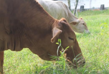 El ganado de carne de calidad es aquel que produce un producto con alta terneza, sabor e inocuidad. Foto: www.ganaderiaproductivaymaslimpia.com ganado de calidad